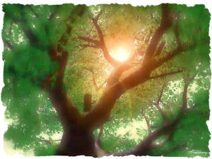 The_Tree.jpg
